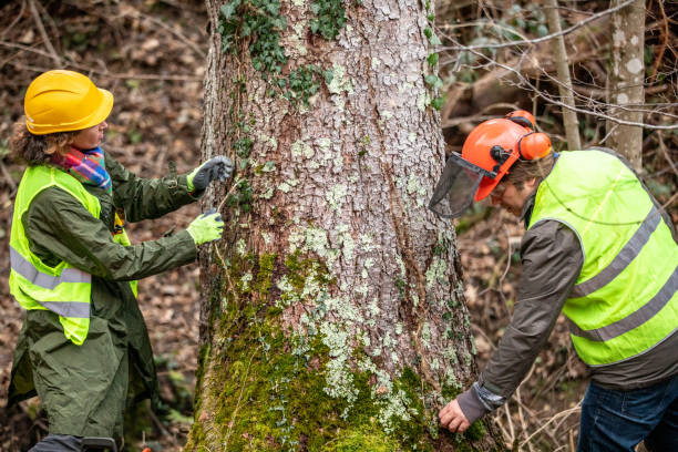 Leaf Removal in Nyssa, OR